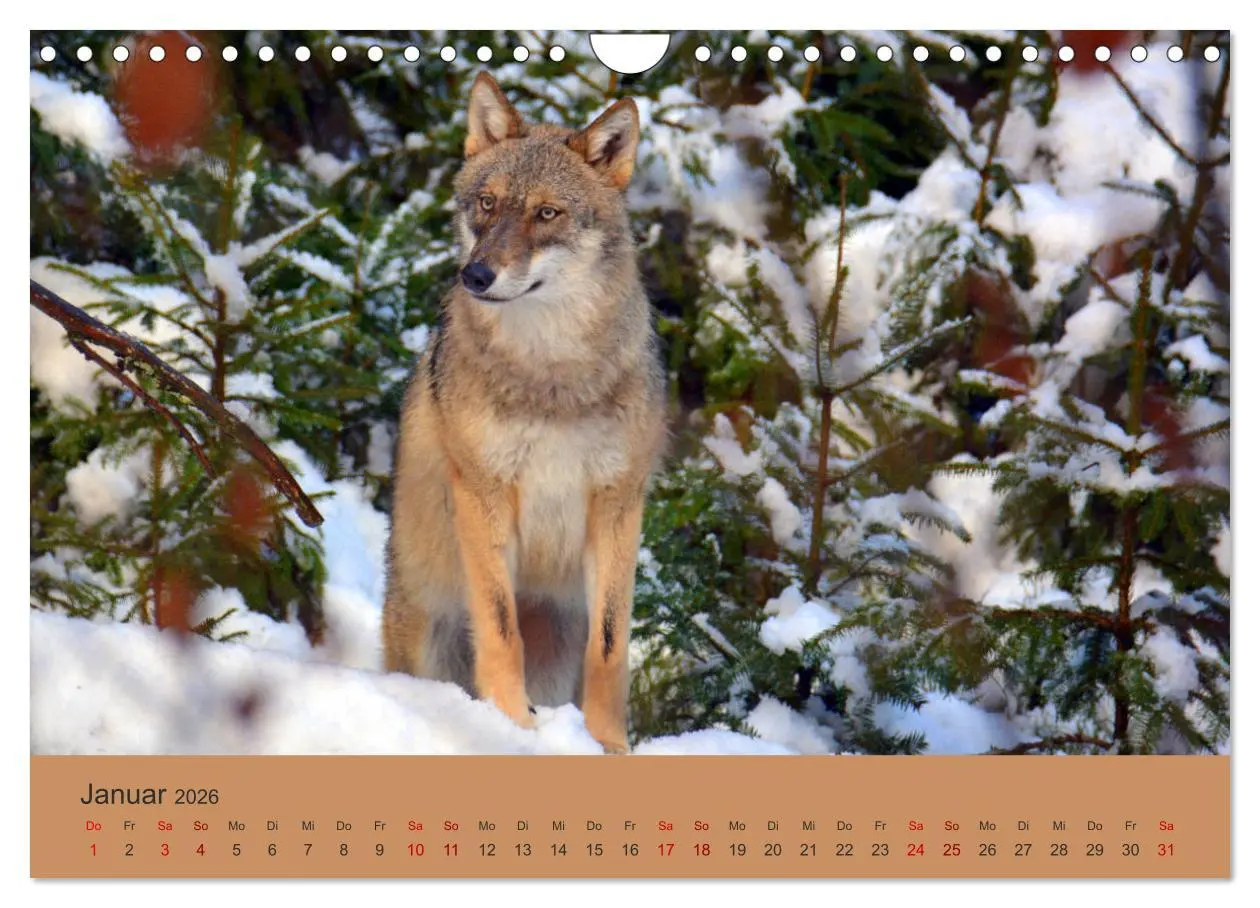 Bild: 9783457872574 | Begegnungen DER WOLF (Wandkalender 2026 DIN A4 quer), CALVENDO...