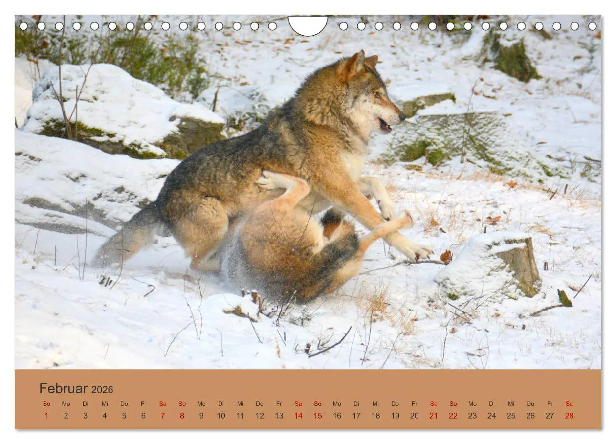 Bild: 9783457872574 | Begegnungen DER WOLF (Wandkalender 2026 DIN A4 quer), CALVENDO...