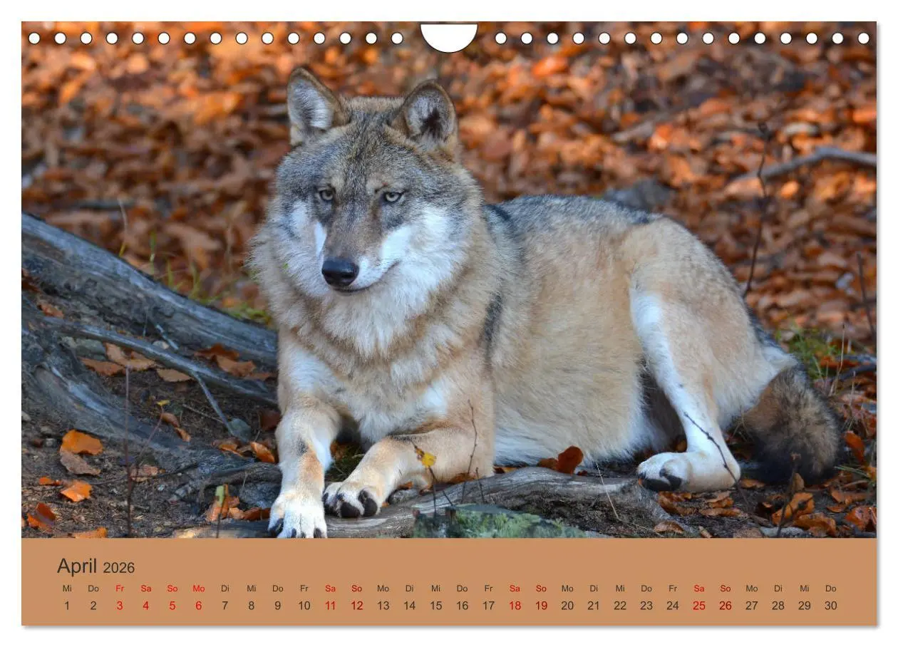 Bild: 9783457872574 | Begegnungen DER WOLF (Wandkalender 2026 DIN A4 quer), CALVENDO...