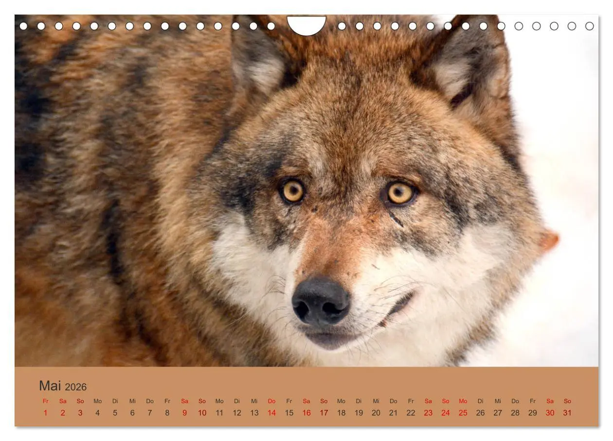 Bild: 9783457872574 | Begegnungen DER WOLF (Wandkalender 2026 DIN A4 quer), CALVENDO...