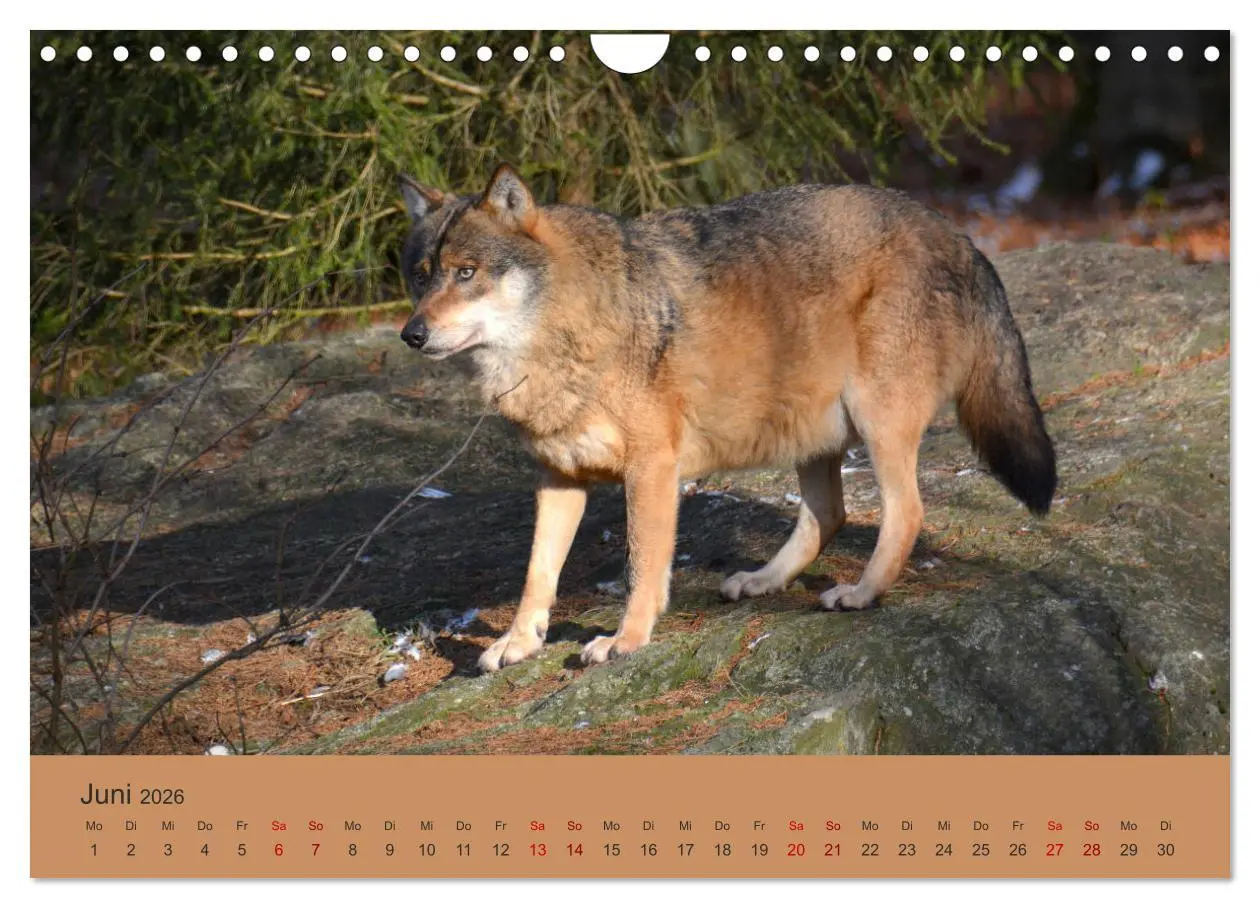 Bild: 9783457872574 | Begegnungen DER WOLF (Wandkalender 2026 DIN A4 quer), CALVENDO...