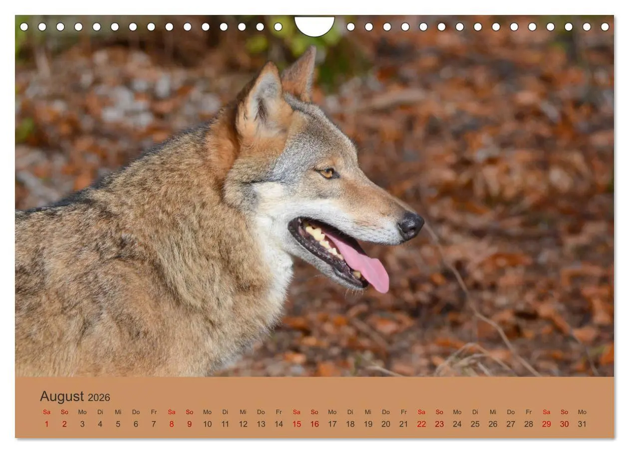 Bild: 9783457872574 | Begegnungen DER WOLF (Wandkalender 2026 DIN A4 quer), CALVENDO...