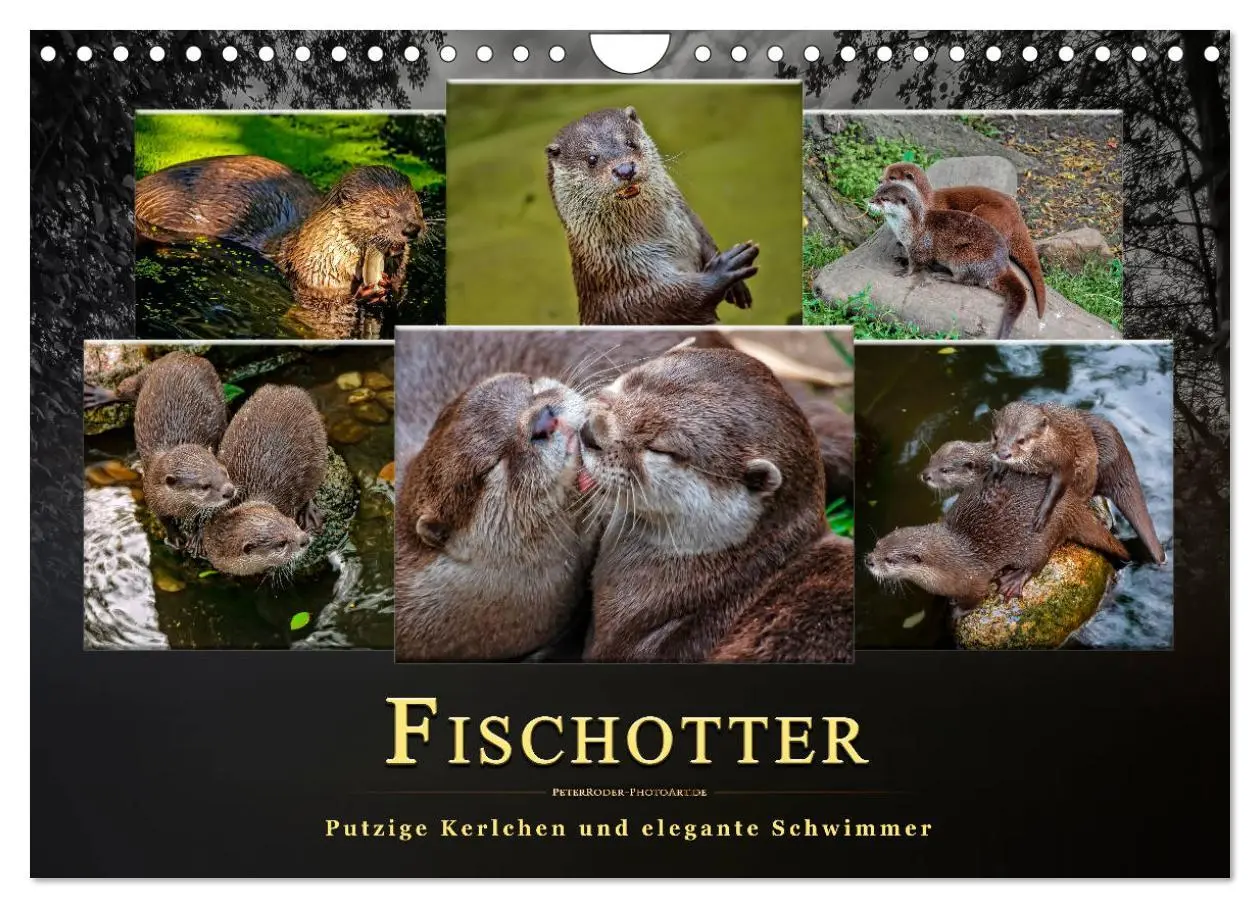 Cover: 9783457862674 | Fischotter - putzige Kerlchen und elegante Schwimmer (Wandkalender...