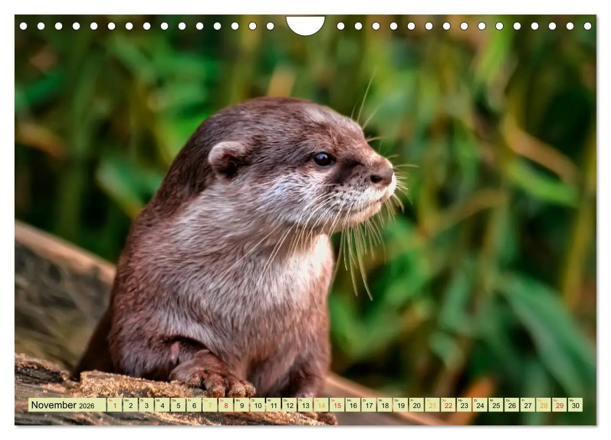 Bild: 9783457862674 | Fischotter - putzige Kerlchen und elegante Schwimmer (Wandkalender...