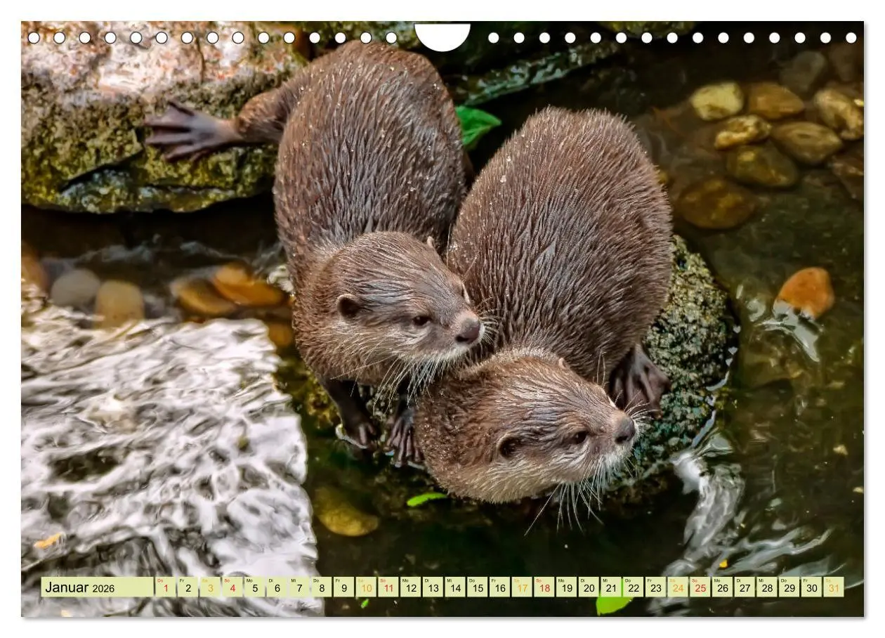 Bild: 9783457862674 | Fischotter - putzige Kerlchen und elegante Schwimmer (Wandkalender...