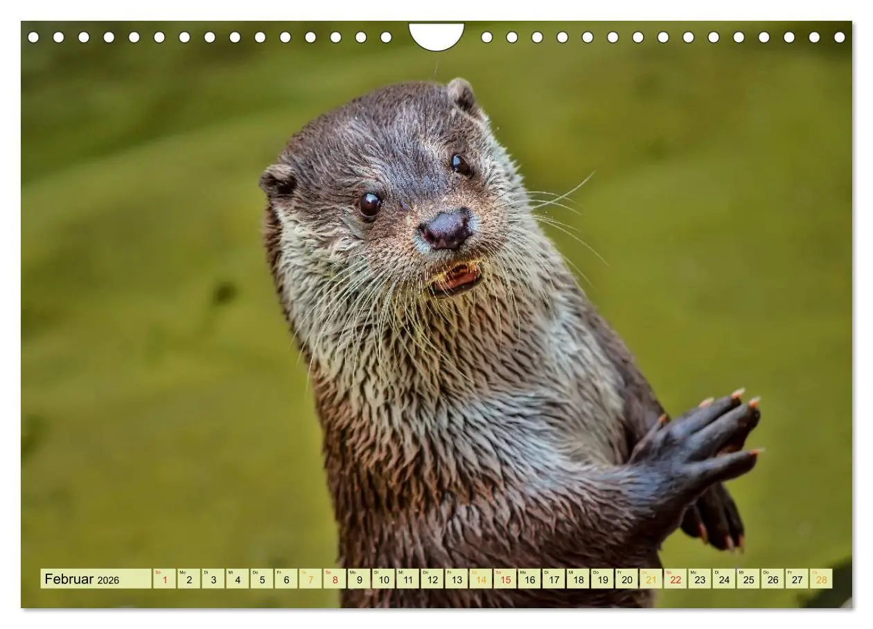 Bild: 9783457862674 | Fischotter - putzige Kerlchen und elegante Schwimmer (Wandkalender...