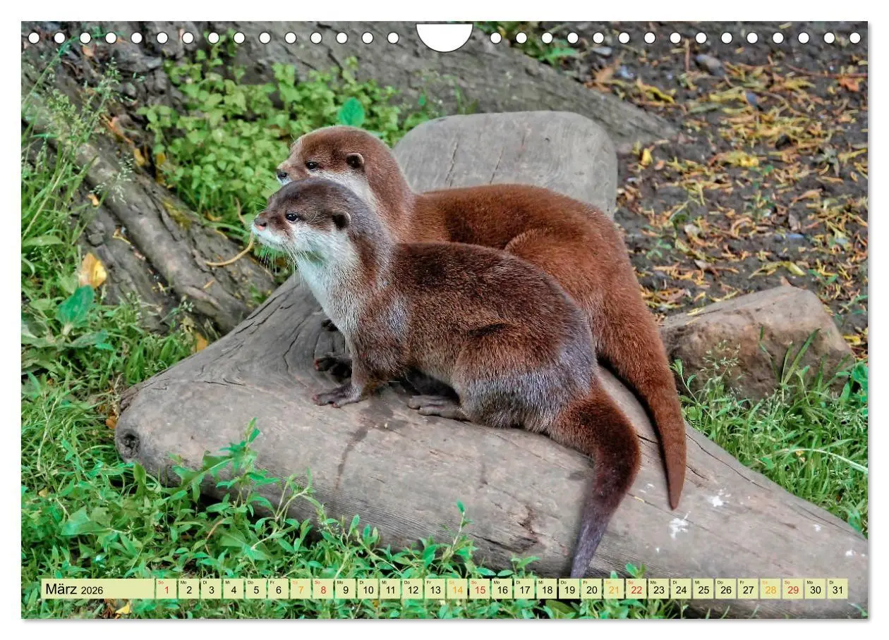 Bild: 9783457862674 | Fischotter - putzige Kerlchen und elegante Schwimmer (Wandkalender...