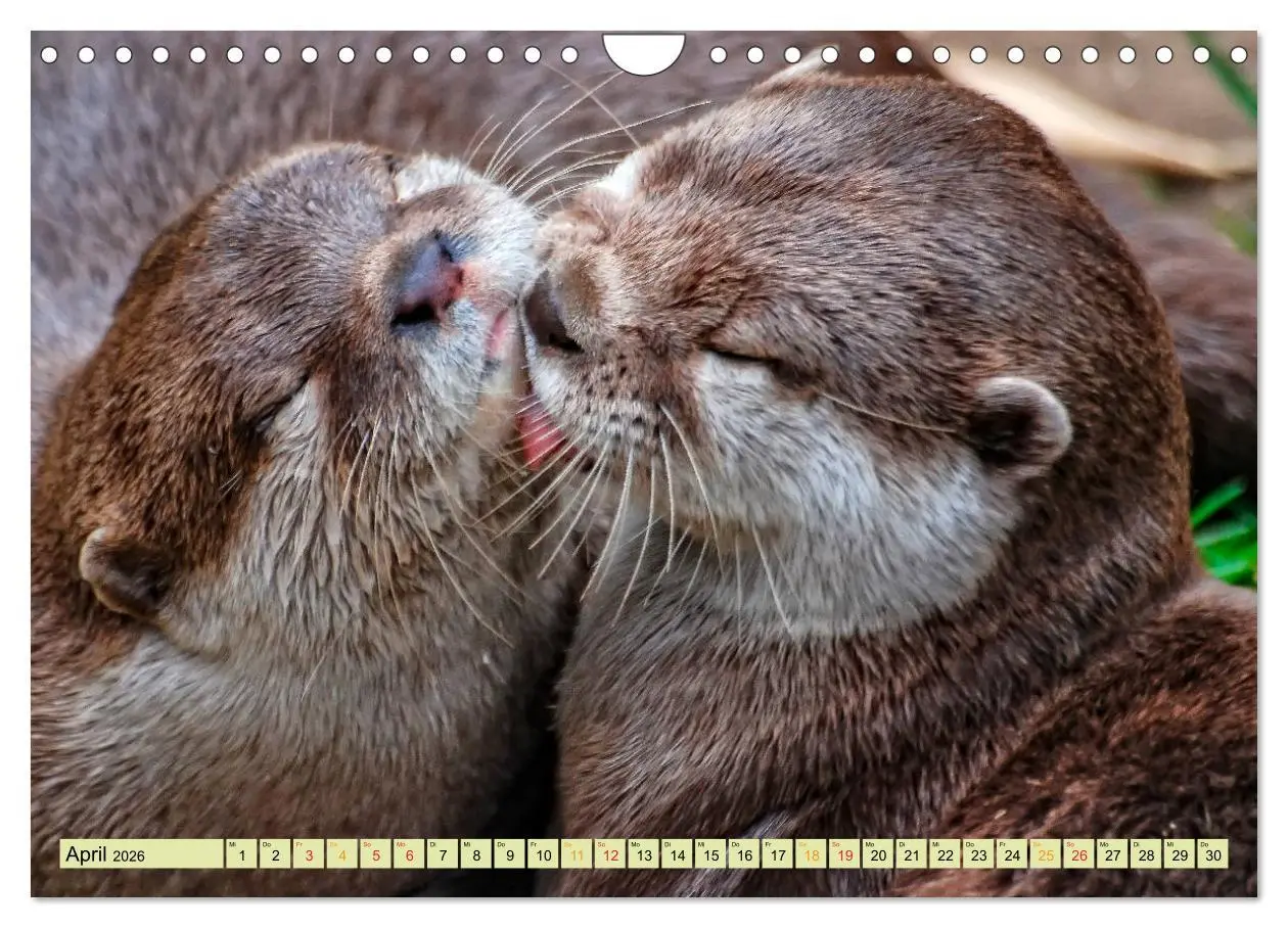 Bild: 9783457862674 | Fischotter - putzige Kerlchen und elegante Schwimmer (Wandkalender...