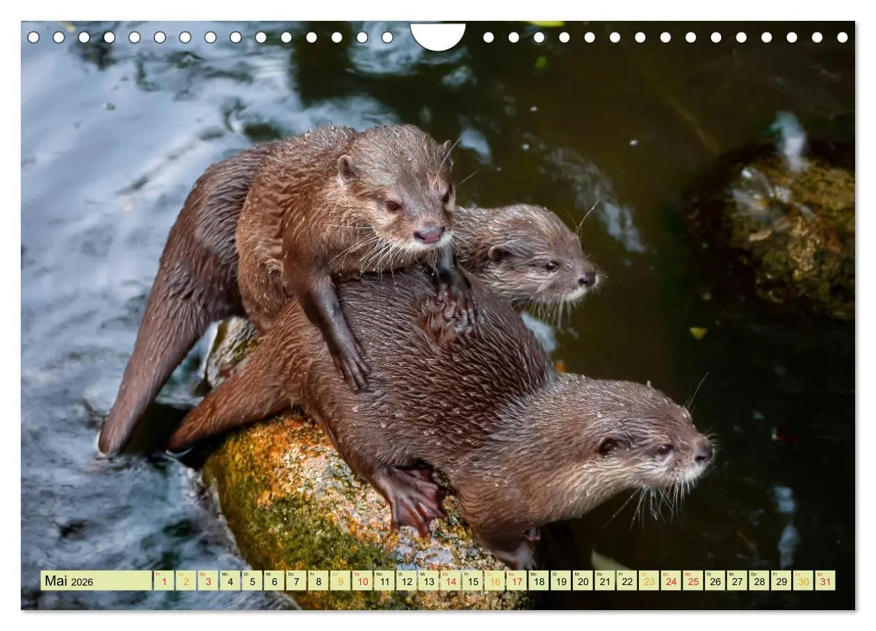 Bild: 9783457862674 | Fischotter - putzige Kerlchen und elegante Schwimmer (Wandkalender...