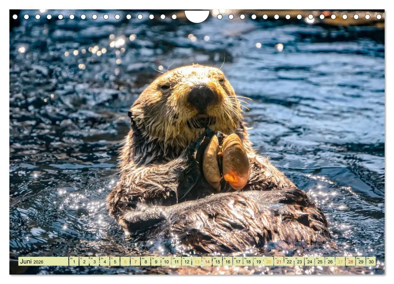 Bild: 9783457862674 | Fischotter - putzige Kerlchen und elegante Schwimmer (Wandkalender...