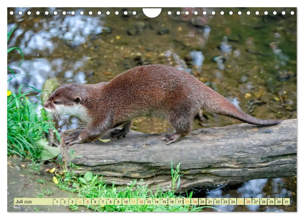 Bild: 9783457862674 | Fischotter - putzige Kerlchen und elegante Schwimmer (Wandkalender...