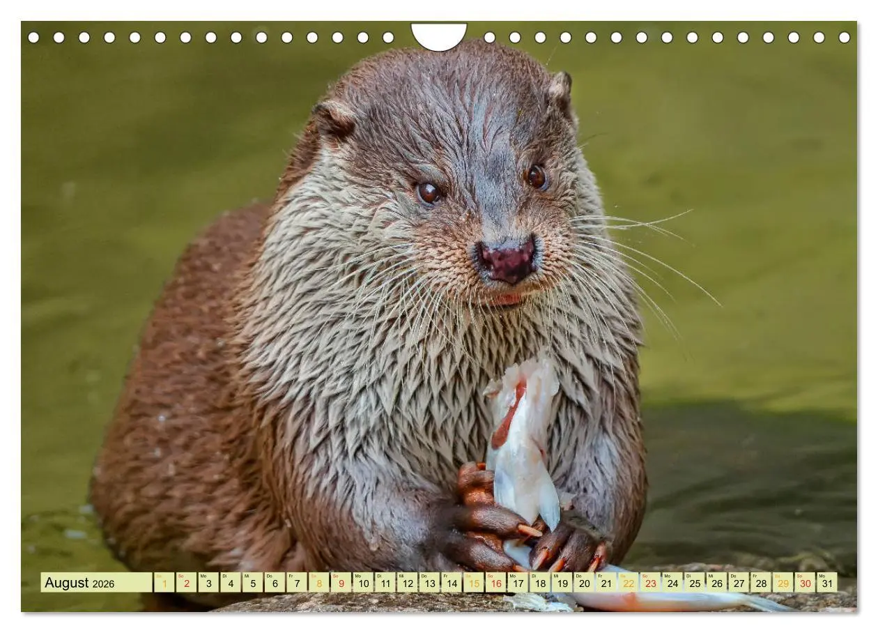 Bild: 9783457862674 | Fischotter - putzige Kerlchen und elegante Schwimmer (Wandkalender...