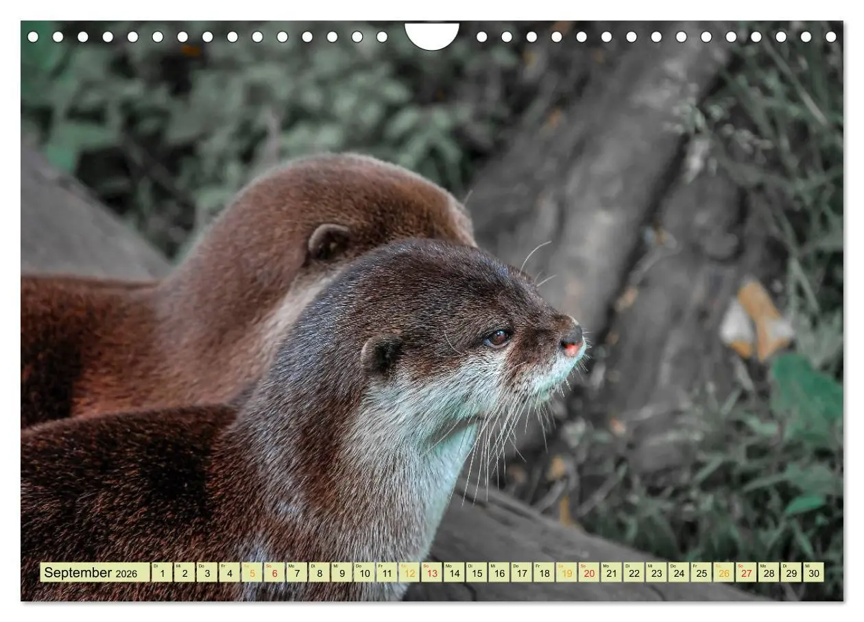 Bild: 9783457862674 | Fischotter - putzige Kerlchen und elegante Schwimmer (Wandkalender...