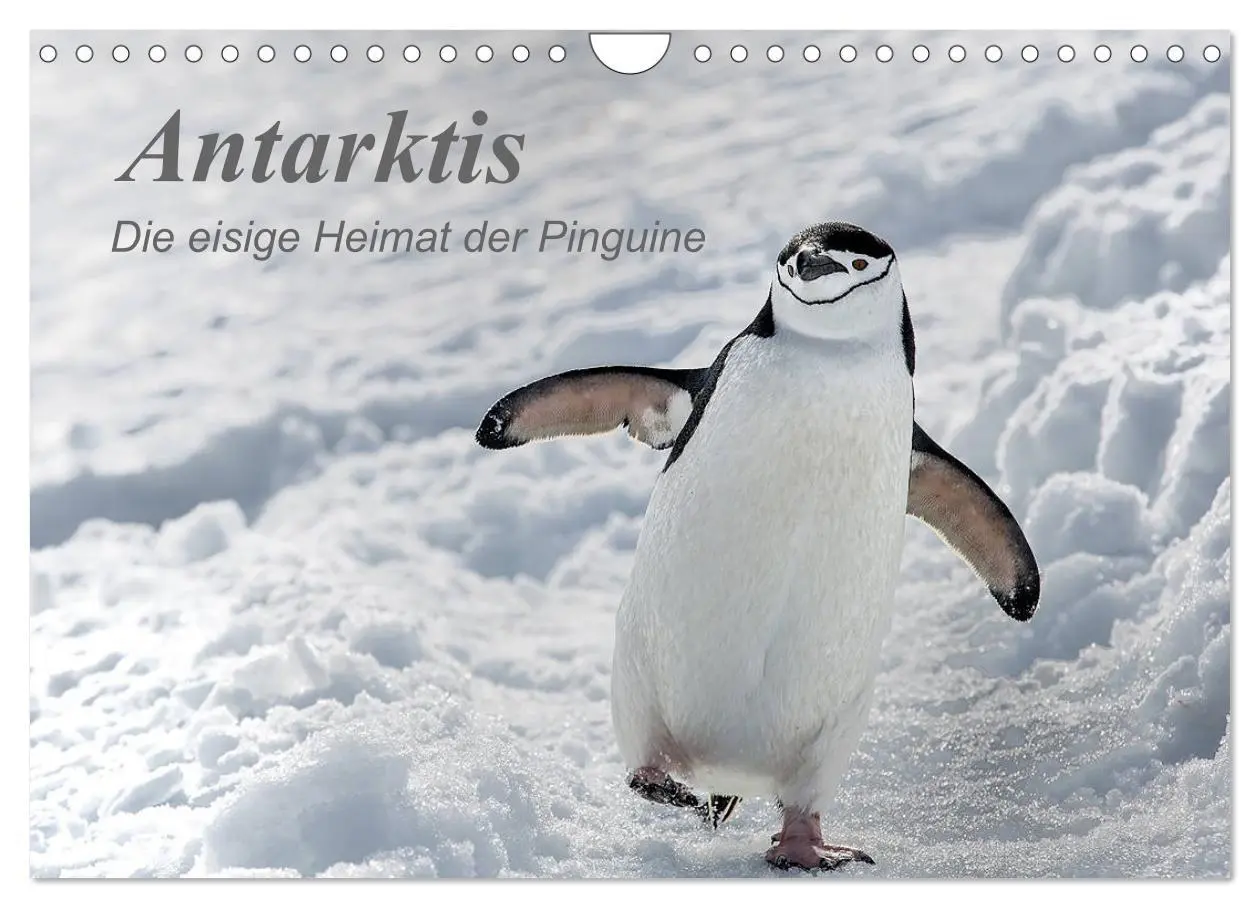 Cover: 9783457932674 | Antarktis, die eisige Heimat der Pinguine (Wandkalender 2026 DIN A4...