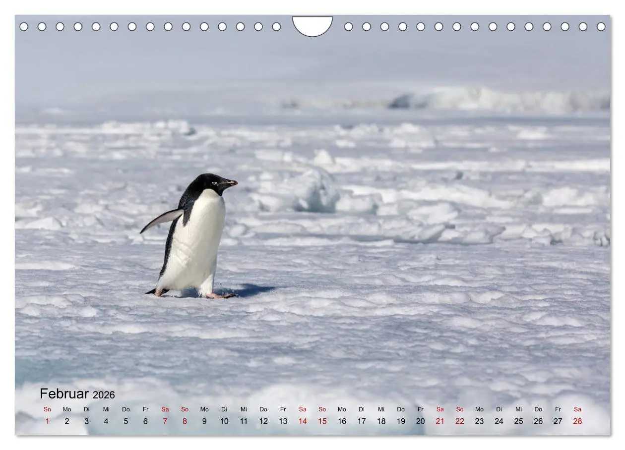 Bild: 9783457932674 | Antarktis, die eisige Heimat der Pinguine (Wandkalender 2026 DIN A4...