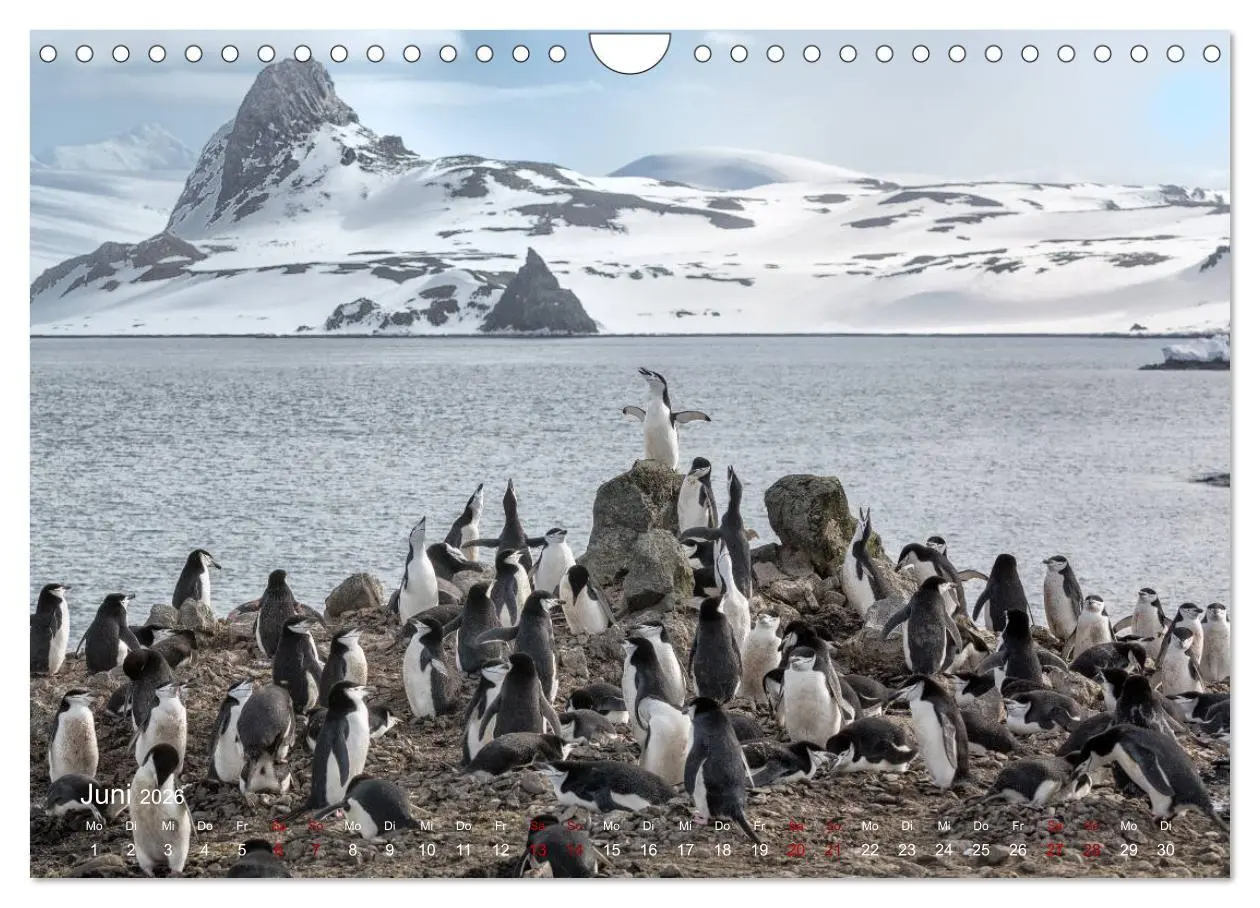 Bild: 9783457932674 | Antarktis, die eisige Heimat der Pinguine (Wandkalender 2026 DIN A4...