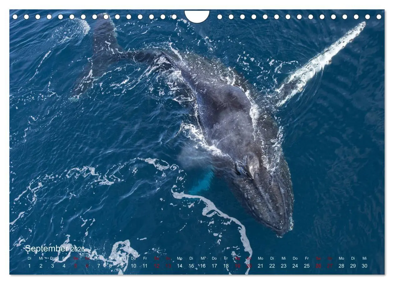 Bild: 9783457932674 | Antarktis, die eisige Heimat der Pinguine (Wandkalender 2026 DIN A4...