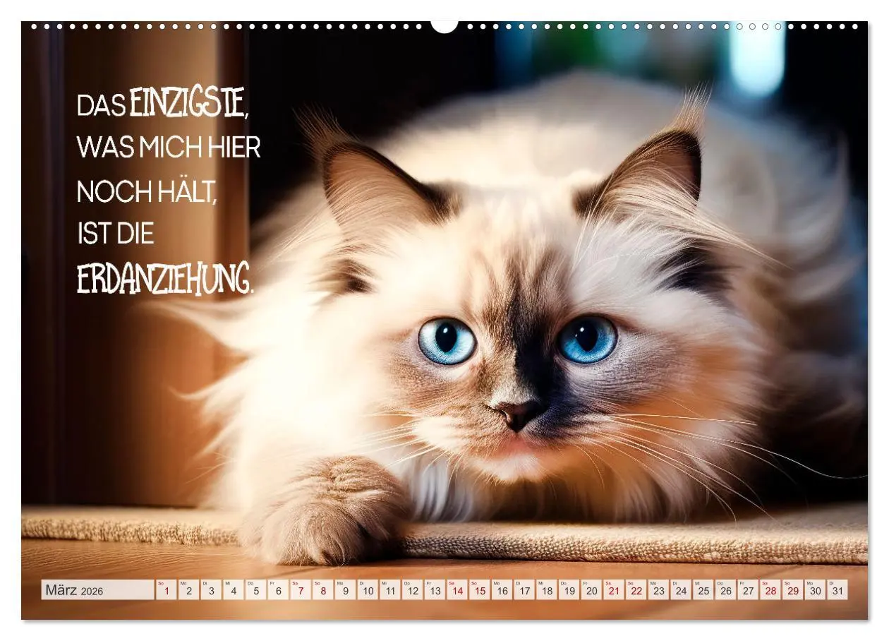 Bild: 9783457462874 | Süße Katzen und coole Sprüche (Wandkalender 2026 DIN A2 quer),...