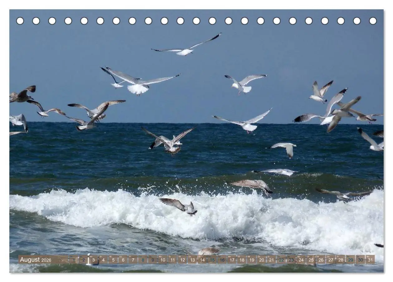 Bild: 9783516162974 | Strandwanderungen auf Texel (Tischkalender 2026 DIN A5 quer),...