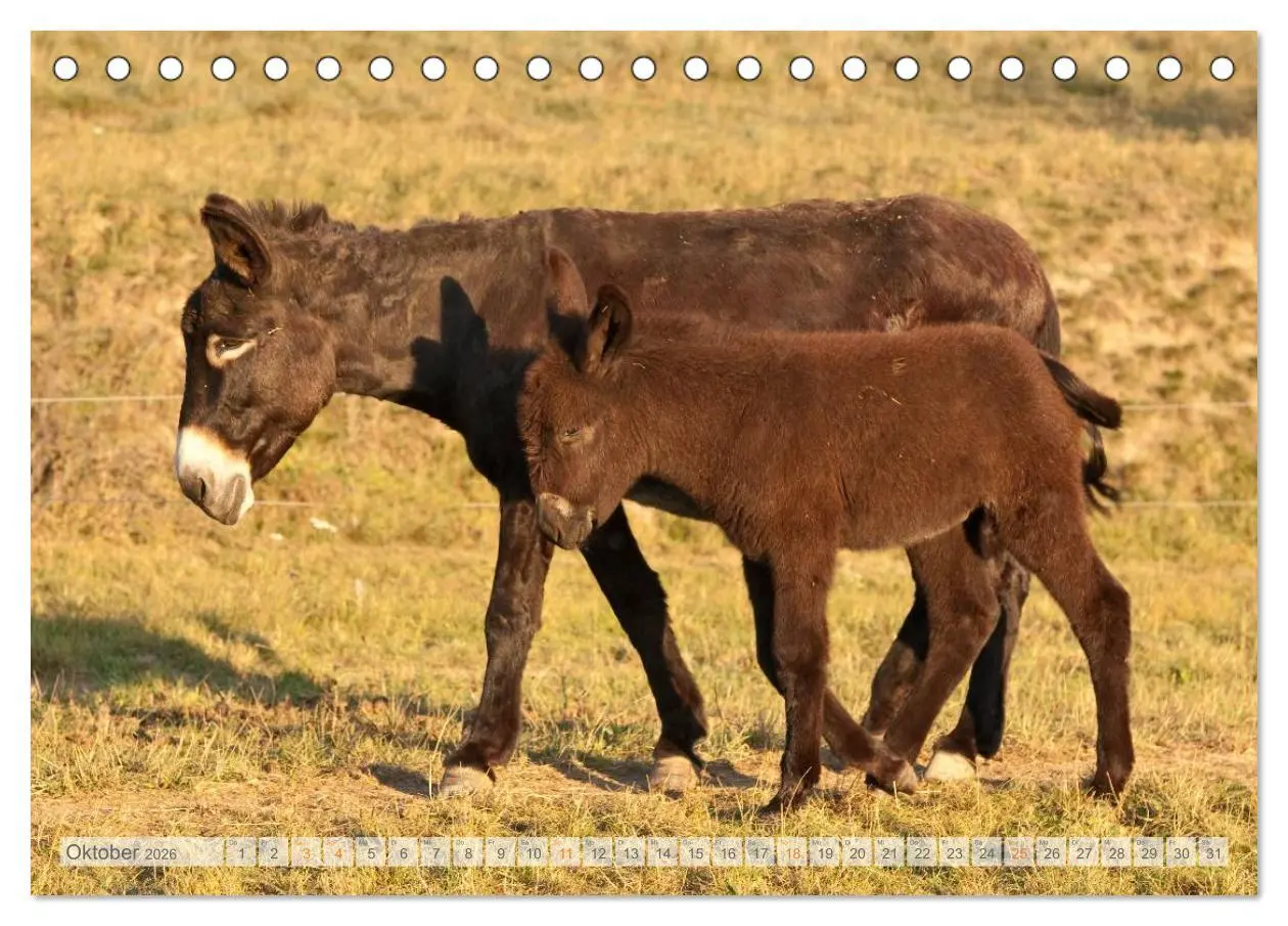 Bild: 9783516053074 | Zauberhafte Esel (Tischkalender 2026 DIN A5 quer), CALVENDO...
