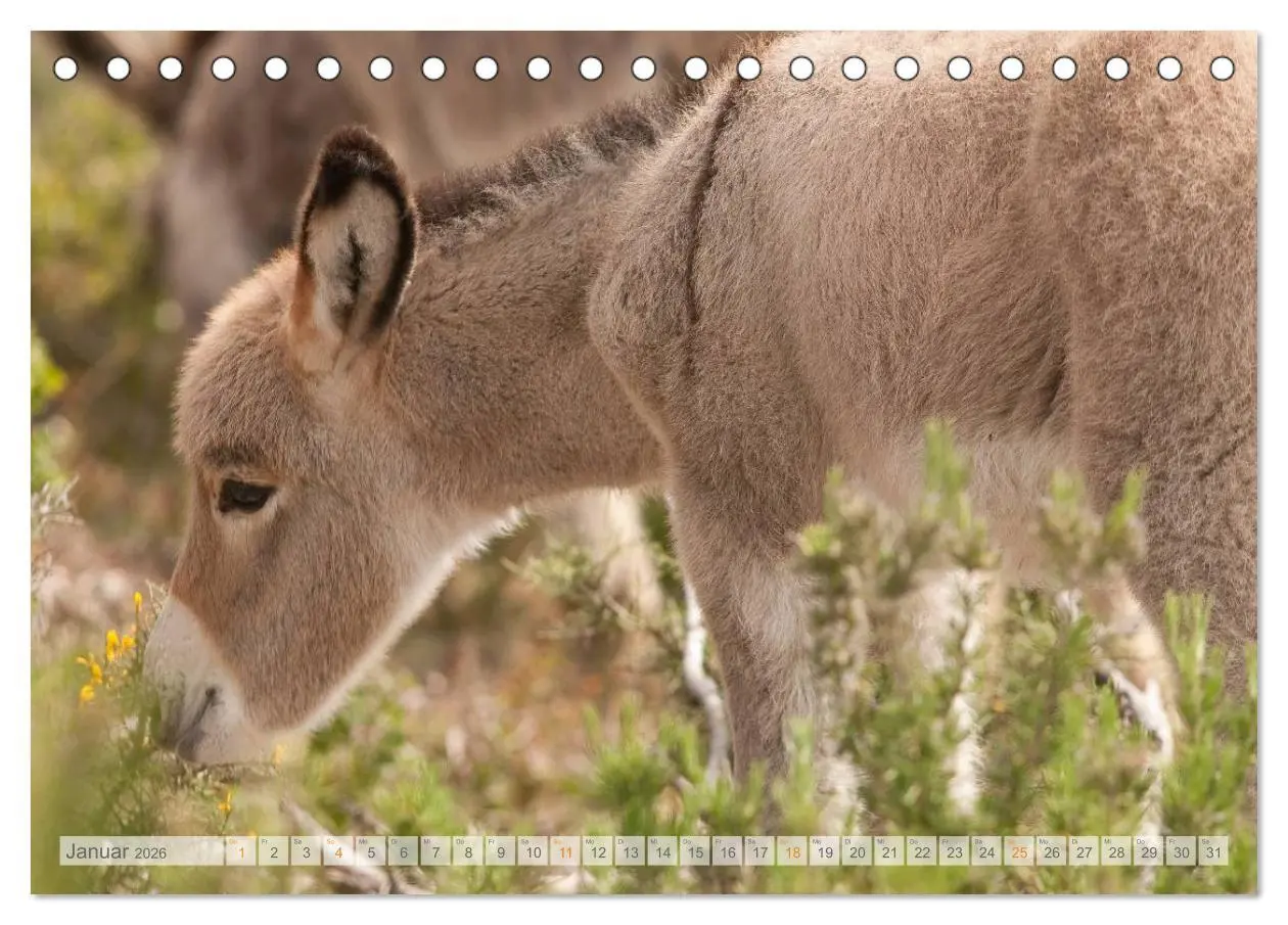 Bild: 9783516053074 | Zauberhafte Esel (Tischkalender 2026 DIN A5 quer), CALVENDO...