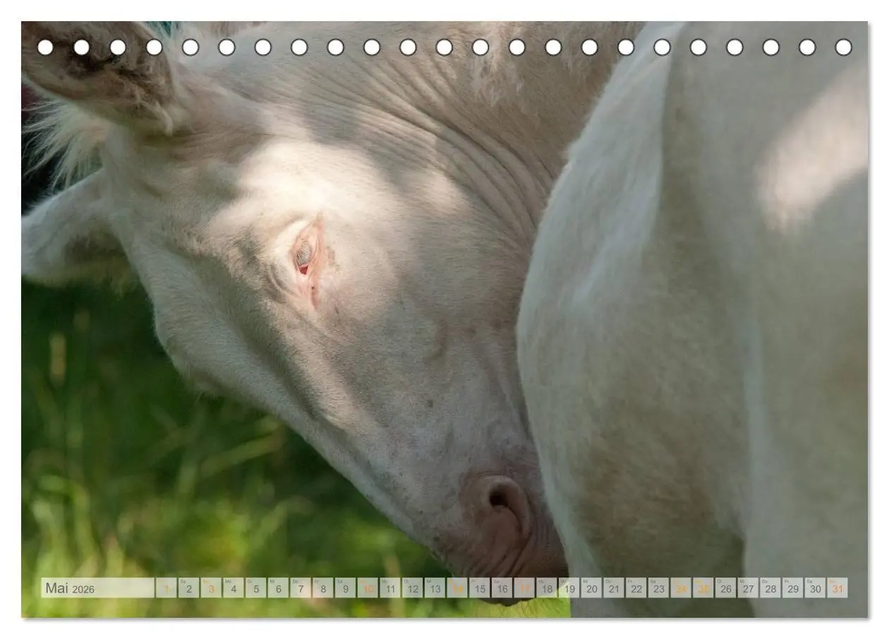 Bild: 9783516053074 | Zauberhafte Esel (Tischkalender 2026 DIN A5 quer), CALVENDO...