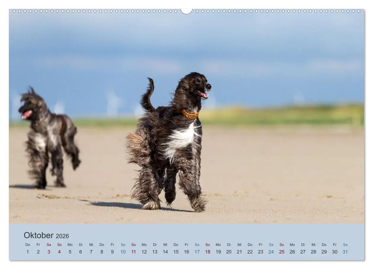 Bild: 9783457883174 | AFGHANISCHE WINDHUNDE 2026 (Wandkalender 2026 DIN A2 quer),...