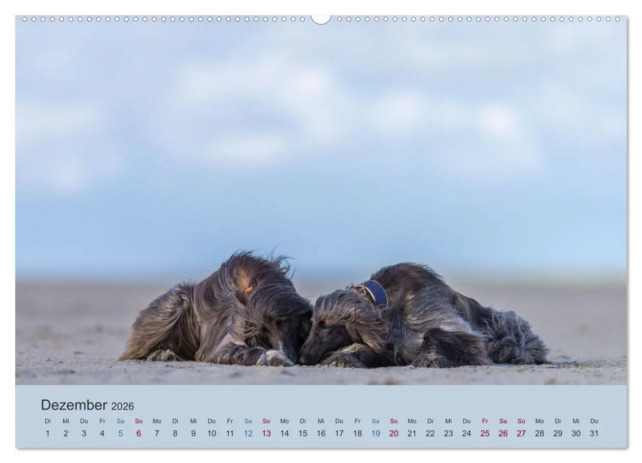 Bild: 9783457883174 | AFGHANISCHE WINDHUNDE 2026 (Wandkalender 2026 DIN A2 quer),...