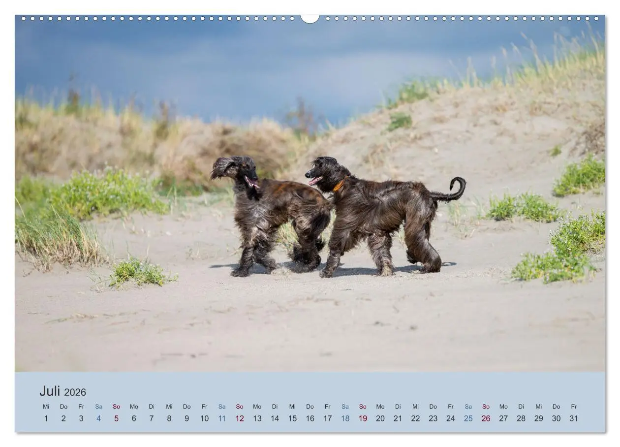 Bild: 9783457883174 | AFGHANISCHE WINDHUNDE 2026 (Wandkalender 2026 DIN A2 quer),...