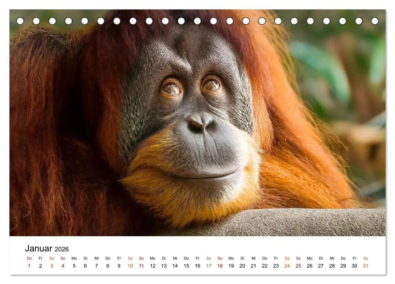 Bild: 9783516733174 | Orang Utans - Leben in den Baumkronen (Tischkalender 2026 DIN A5...