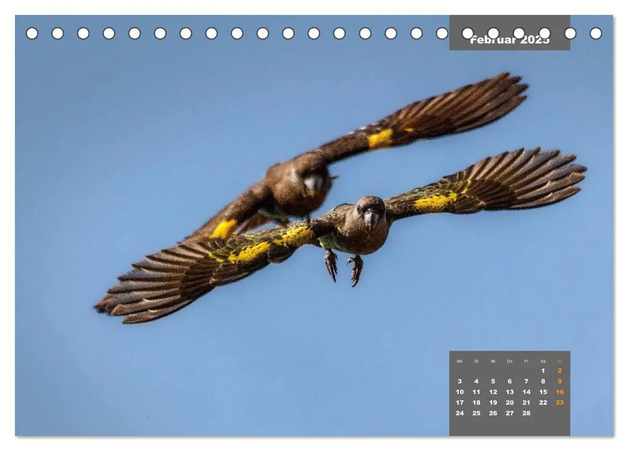 Bild: 9783435473274 | Papageien - Frech, schön und schlau (Tischkalender 2025 DIN A5...