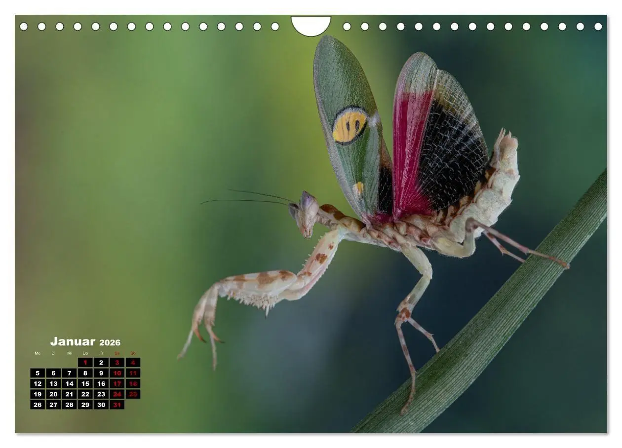 Bild: 9783457253274 | Gottesanbeter - Teuflische Lauerjäger (Wandkalender 2026 DIN A4...