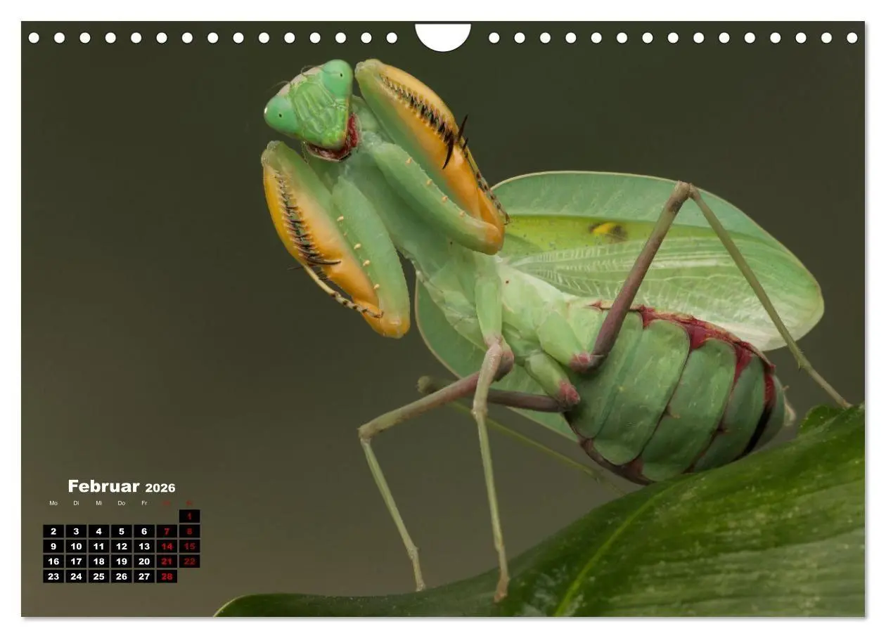 Bild: 9783457253274 | Gottesanbeter - Teuflische Lauerjäger (Wandkalender 2026 DIN A4...