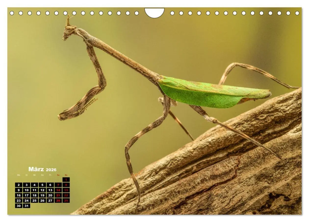Bild: 9783457253274 | Gottesanbeter - Teuflische Lauerjäger (Wandkalender 2026 DIN A4...