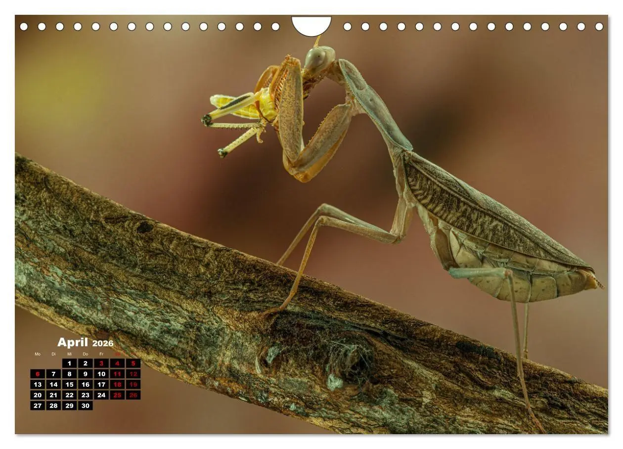 Bild: 9783457253274 | Gottesanbeter - Teuflische Lauerjäger (Wandkalender 2026 DIN A4...