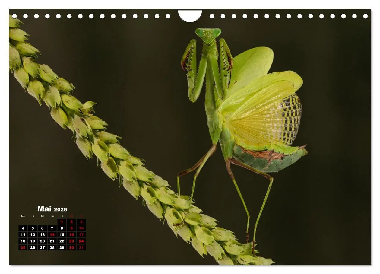 Bild: 9783457253274 | Gottesanbeter - Teuflische Lauerjäger (Wandkalender 2026 DIN A4...