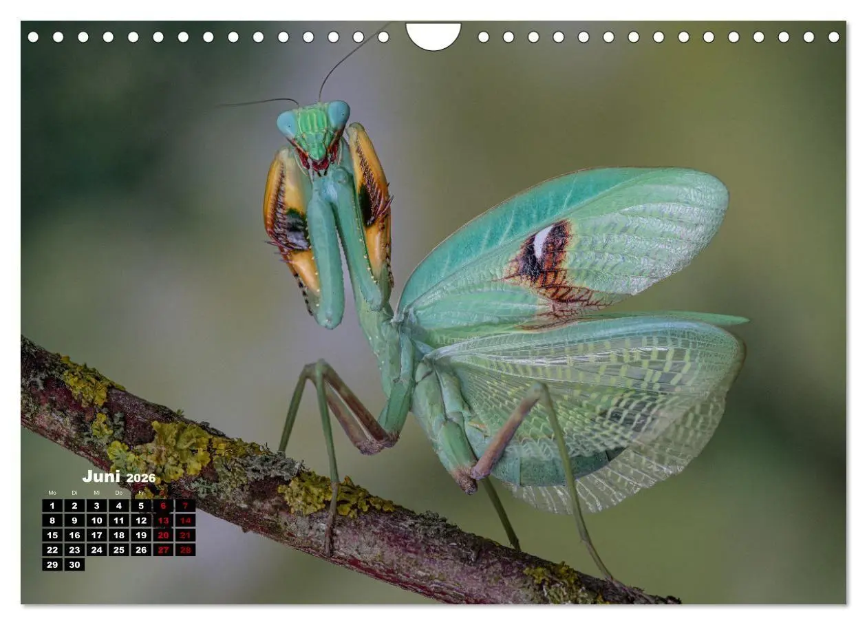 Bild: 9783457253274 | Gottesanbeter - Teuflische Lauerjäger (Wandkalender 2026 DIN A4...