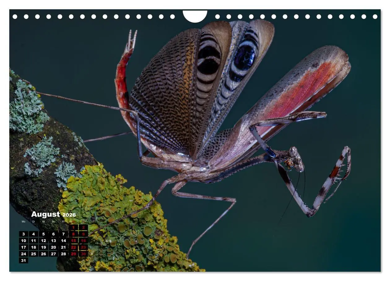 Bild: 9783457253274 | Gottesanbeter - Teuflische Lauerjäger (Wandkalender 2026 DIN A4...