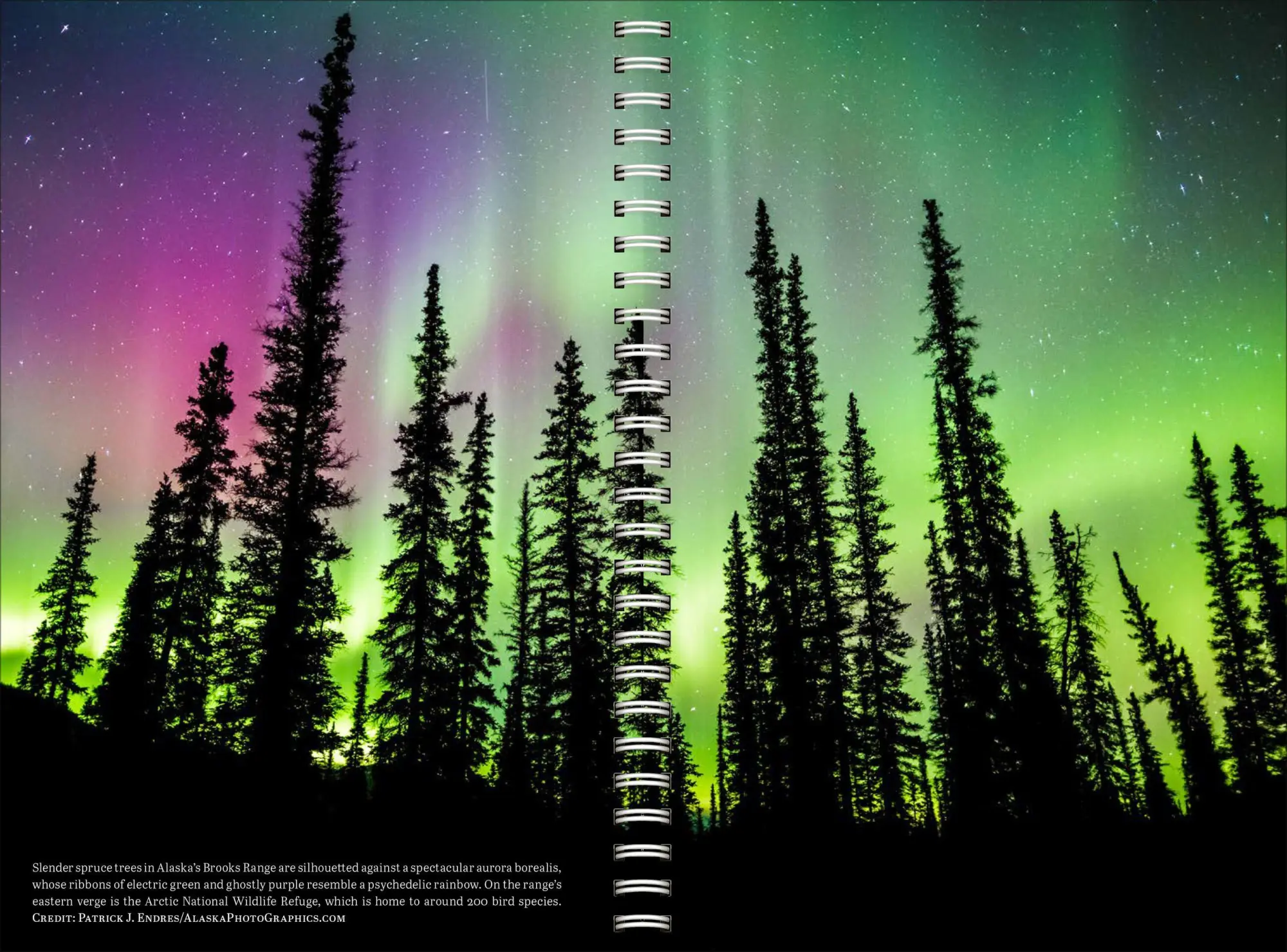 Bild: 9781523533374 | Audubon Engagement Calendar 2027 | National Audubon Society (u. a.)