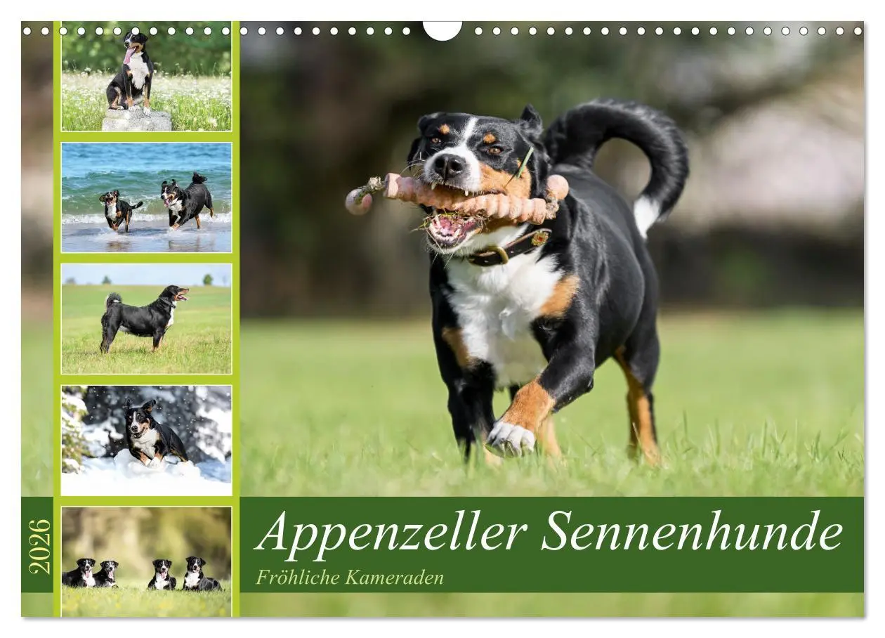 Cover: 9783457483374 | Appenzeller Sennenhunde - Fröhliche Kameraden (Wandkalender 2026...