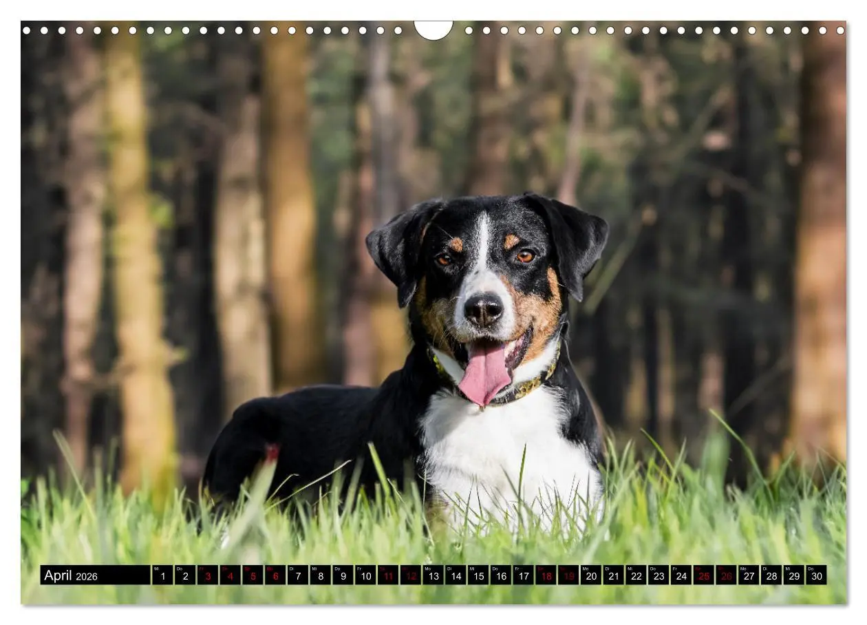 Bild: 9783457483374 | Appenzeller Sennenhunde - Fröhliche Kameraden (Wandkalender 2026...