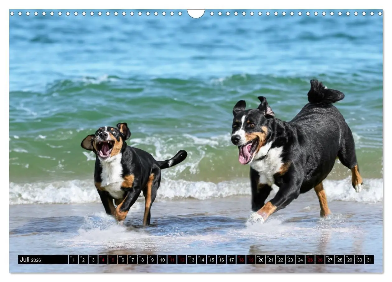 Bild: 9783457483374 | Appenzeller Sennenhunde - Fröhliche Kameraden (Wandkalender 2026...