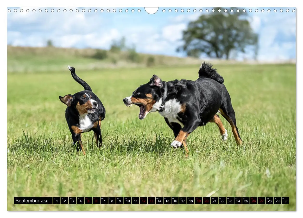Bild: 9783457483374 | Appenzeller Sennenhunde - Fröhliche Kameraden (Wandkalender 2026...