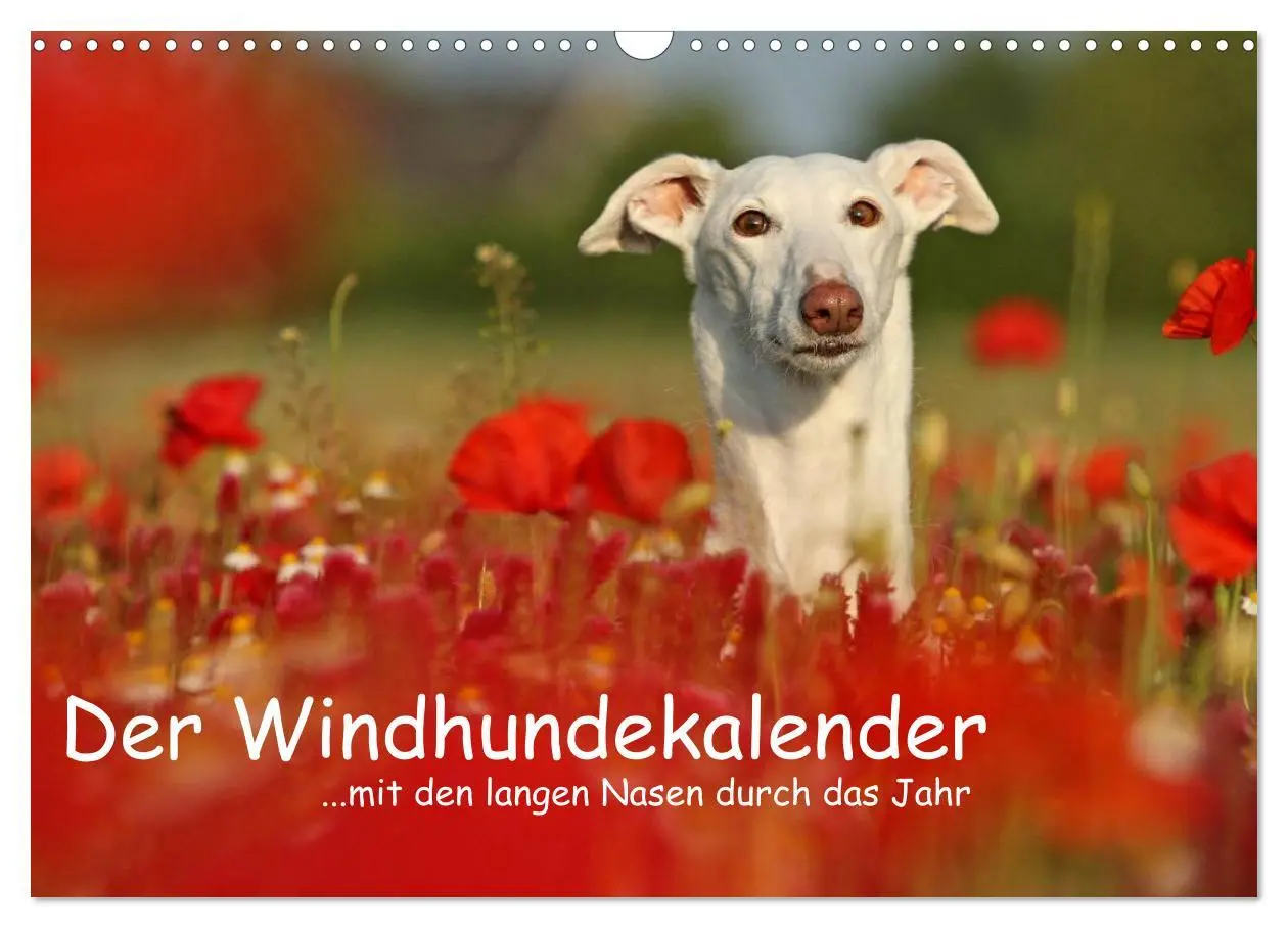 Cover: 9783516173574 | Der Windhundekalender (Wandkalender 2026 DIN A3 quer), CALVENDO...