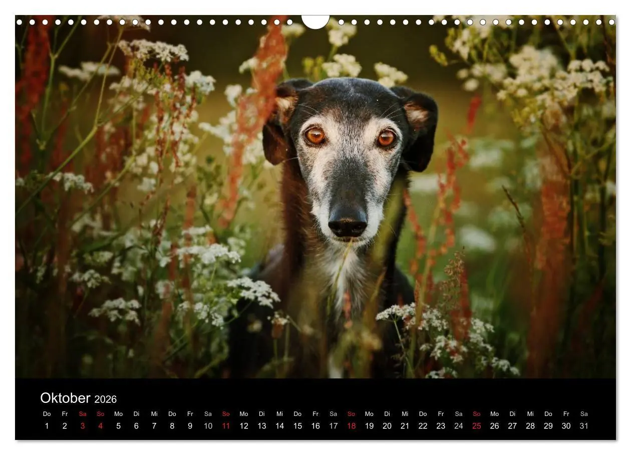 Bild: 9783516173574 | Der Windhundekalender (Wandkalender 2026 DIN A3 quer), CALVENDO...