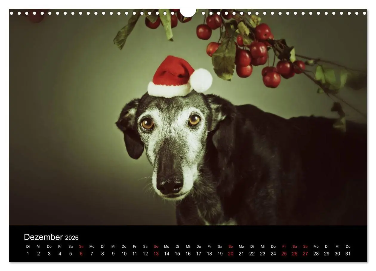 Bild: 9783516173574 | Der Windhundekalender (Wandkalender 2026 DIN A3 quer), CALVENDO...