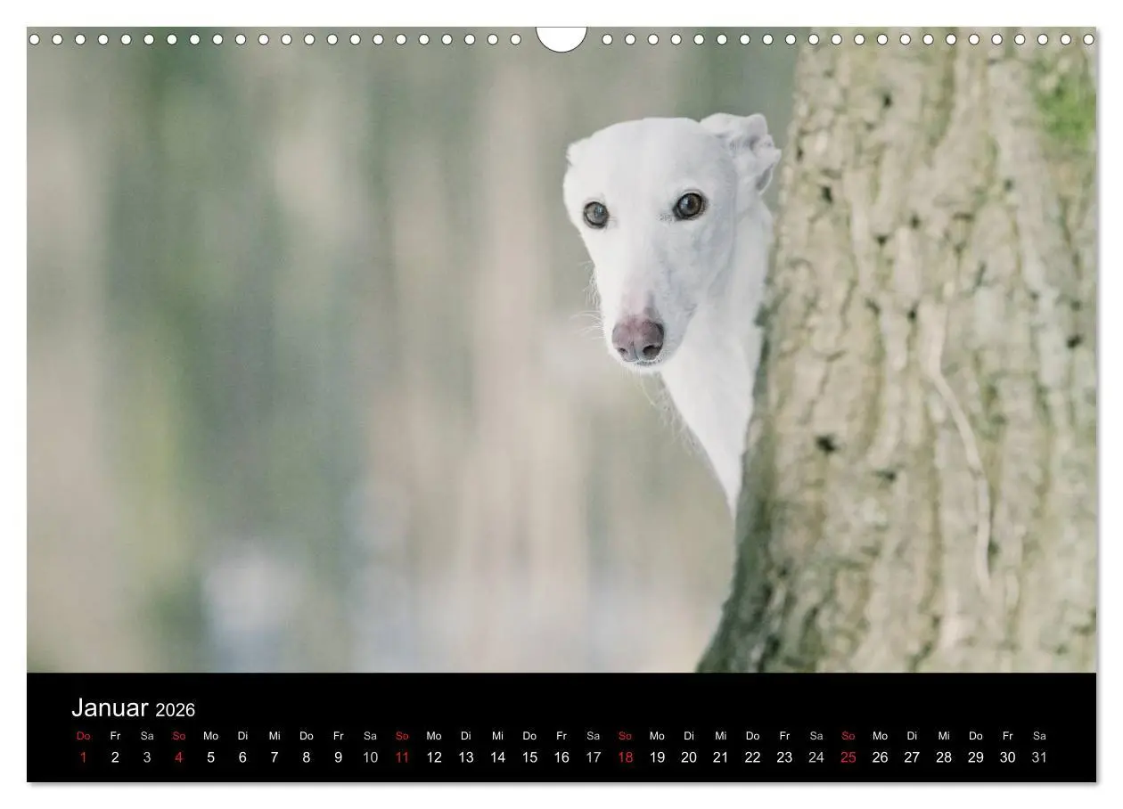 Bild: 9783516173574 | Der Windhundekalender (Wandkalender 2026 DIN A3 quer), CALVENDO...