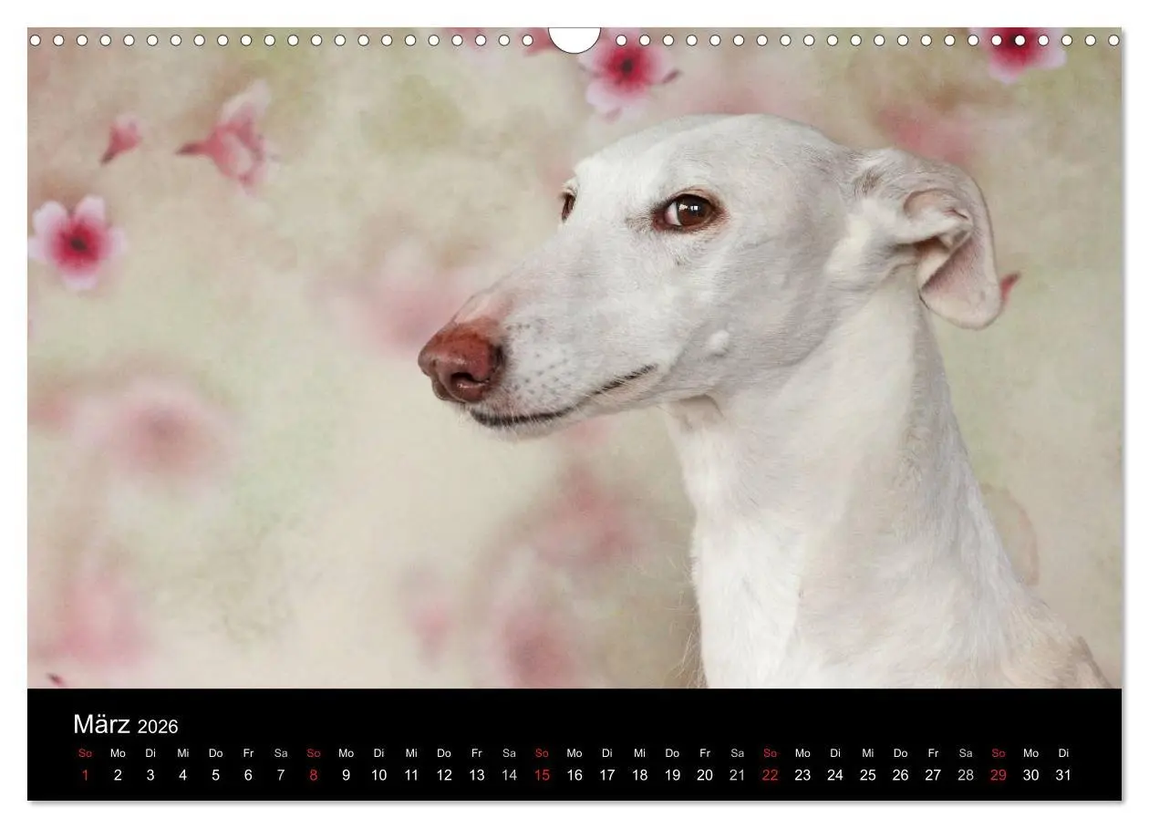 Bild: 9783516173574 | Der Windhundekalender (Wandkalender 2026 DIN A3 quer), CALVENDO...