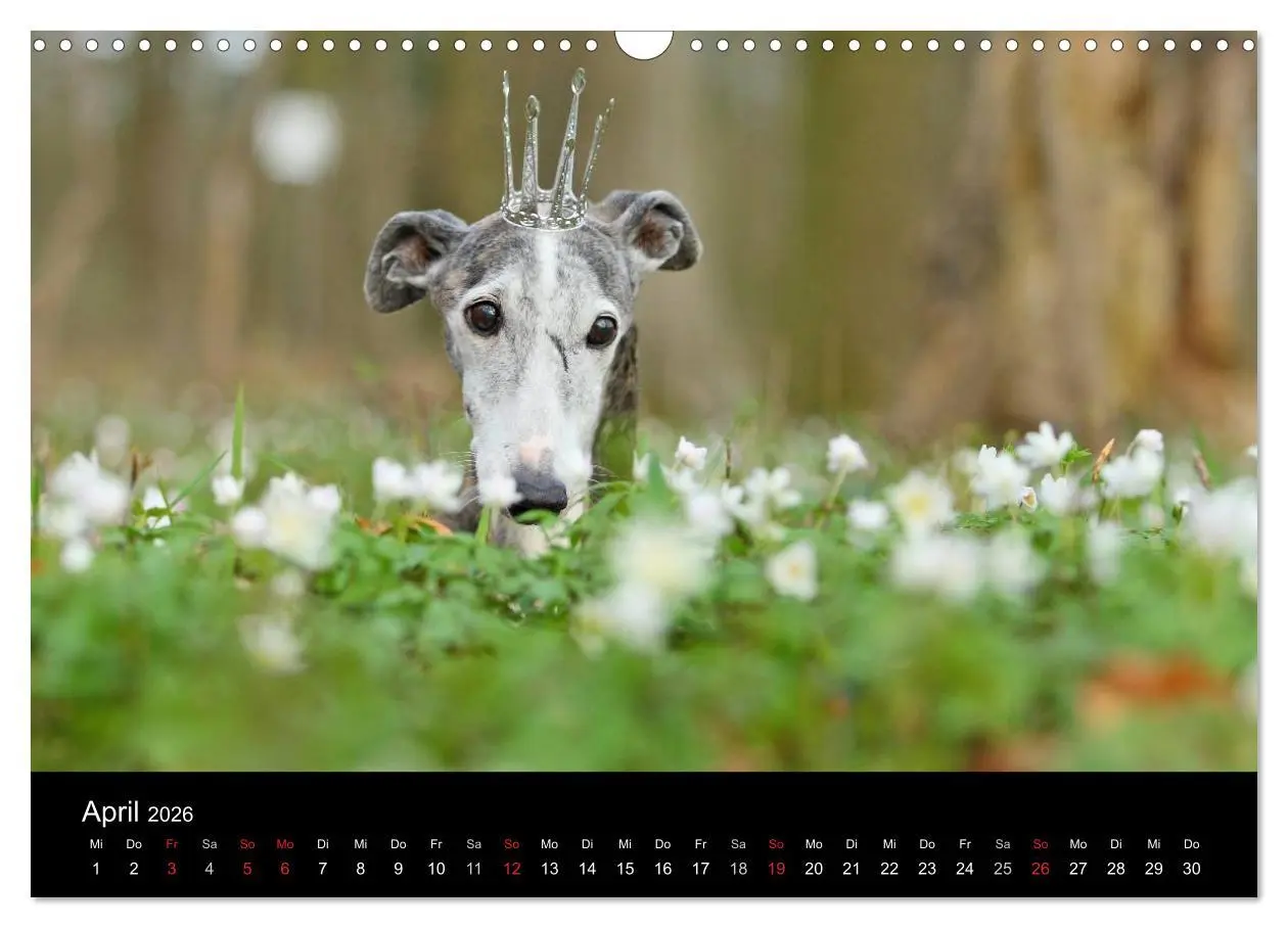 Bild: 9783516173574 | Der Windhundekalender (Wandkalender 2026 DIN A3 quer), CALVENDO...