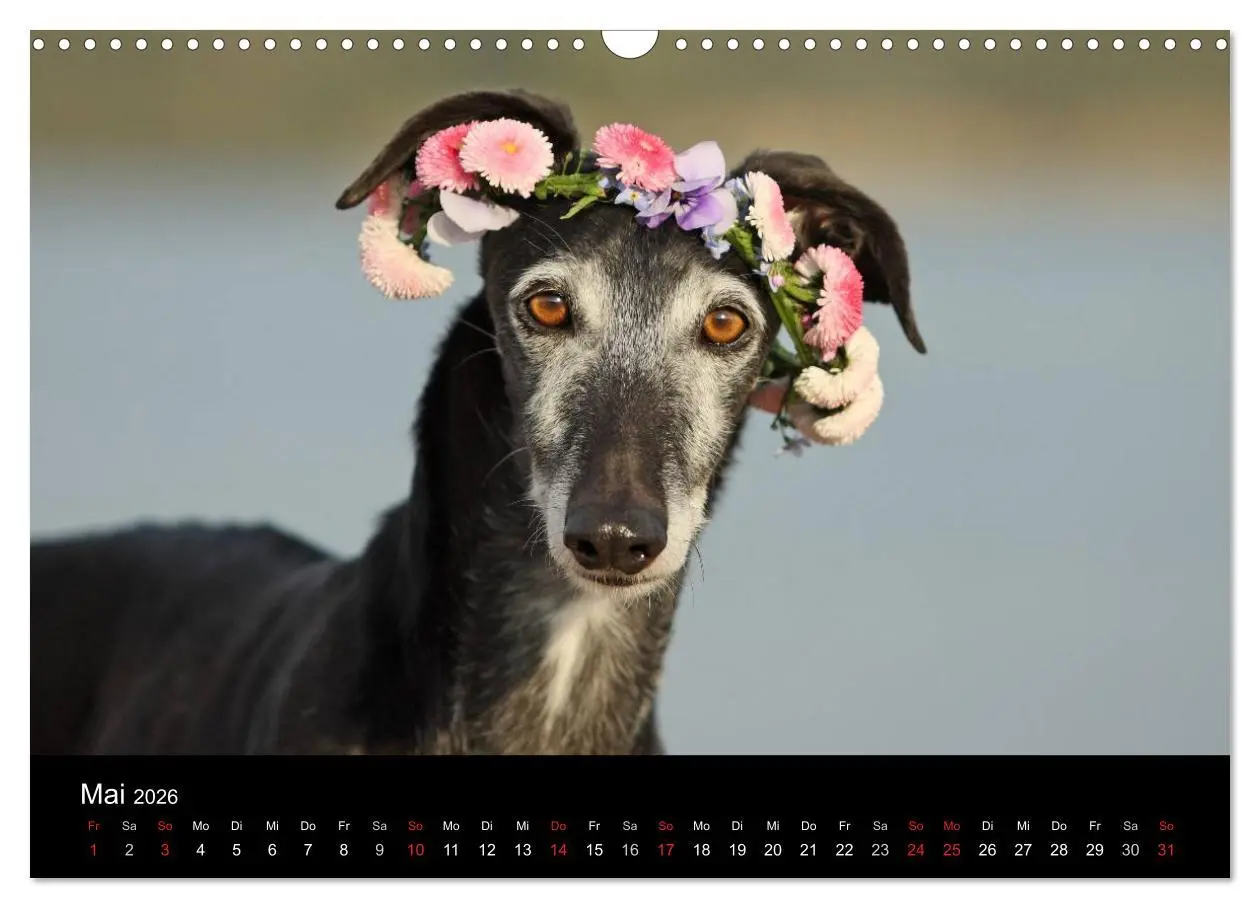 Bild: 9783516173574 | Der Windhundekalender (Wandkalender 2026 DIN A3 quer), CALVENDO...